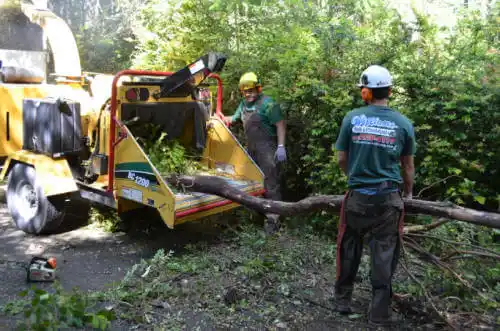 tree services Sulphur Springs